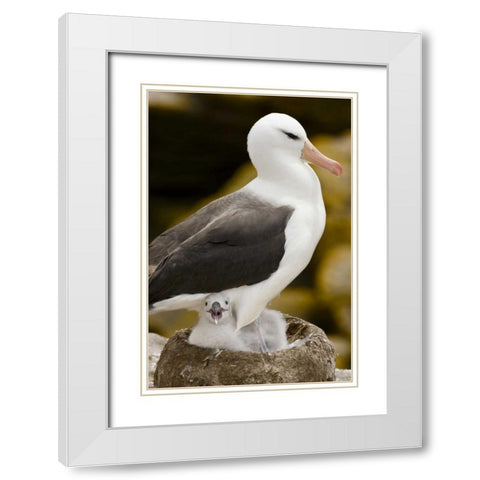 New Island Black-browed albatross and chick White Modern Wood Framed Art Print with Double Matting by Grall, Don
