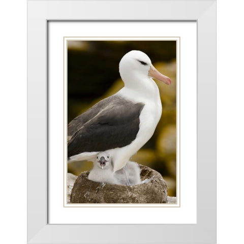 New Island Black-browed albatross and chick White Modern Wood Framed Art Print with Double Matting by Grall, Don