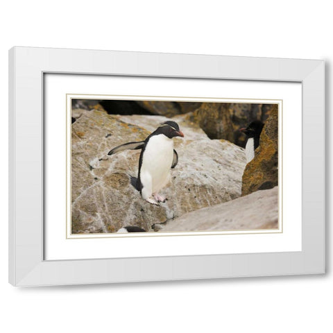 New Island Rockhopper penguin in midair White Modern Wood Framed Art Print with Double Matting by Grall, Don