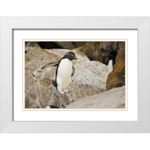 New Island Rockhopper penguin in midair White Modern Wood Framed Art Print with Double Matting by Grall, Don