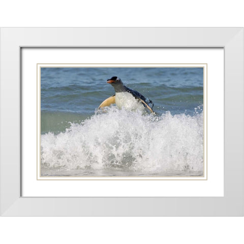 Saunders Island Gentoo penguin emerges from sea White Modern Wood Framed Art Print with Double Matting by Anon, Josh