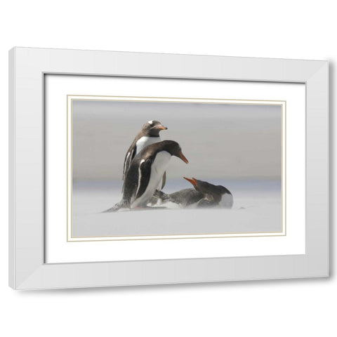 Saunders Island Gentoo penguins in a sand storm White Modern Wood Framed Art Print with Double Matting by Anon, Josh
