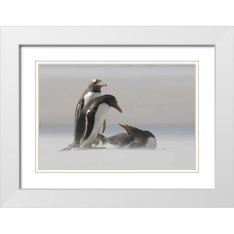 Saunders Island Gentoo penguins in a sand storm White Modern Wood Framed Art Print with Double Matting by Anon, Josh