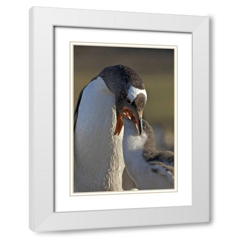 Saunders Island Gentoo penguin feeds its chick White Modern Wood Framed Art Print with Double Matting by Anon, Josh