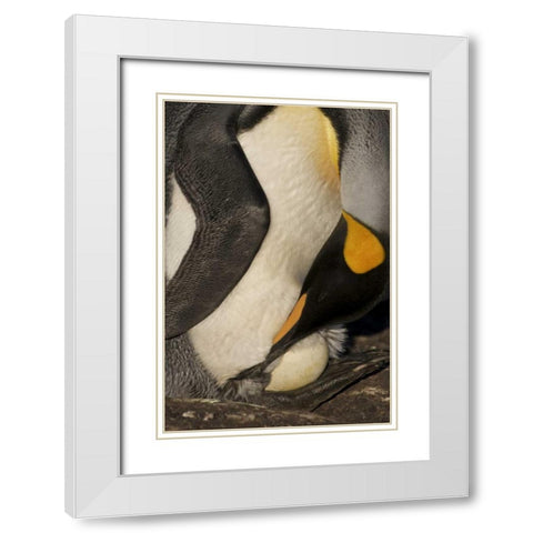 Saunders Island A king penguin with egg White Modern Wood Framed Art Print with Double Matting by Anon, Josh