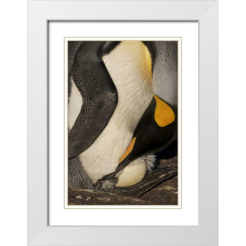 Saunders Island A king penguin with egg White Modern Wood Framed Art Print with Double Matting by Anon, Josh