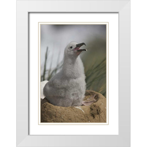 Saunders Island A juvenile albatross calling White Modern Wood Framed Art Print with Double Matting by Anon, Josh
