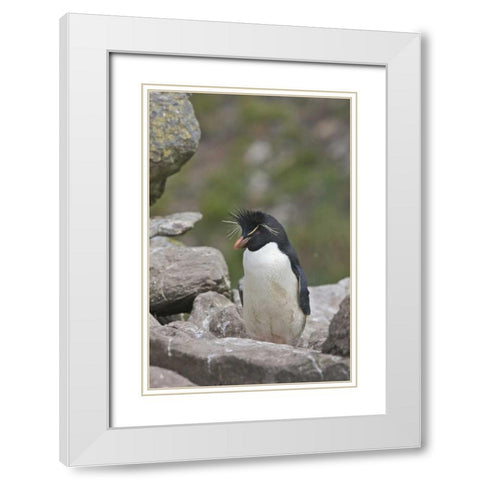 West Point Island Rockhopper penguin in rookery White Modern Wood Framed Art Print with Double Matting by Anon, Josh