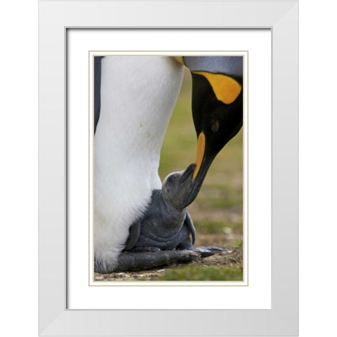 Volunteer Point King penguin nuzzles its baby White Modern Wood Framed Art Print with Double Matting by Anon, Josh