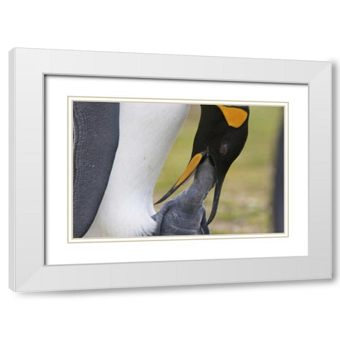 Volunteer Point A king penguin feeds its chick White Modern Wood Framed Art Print with Double Matting by Anon, Josh