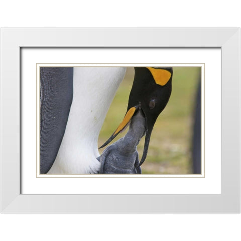 Volunteer Point A king penguin feeds its chick White Modern Wood Framed Art Print with Double Matting by Anon, Josh