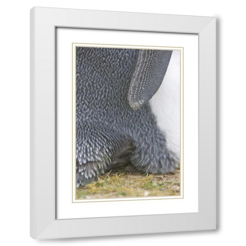Volunteer Point King penguin chick under parent White Modern Wood Framed Art Print with Double Matting by Anon, Josh