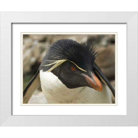Falkland Islands Portrait of rockhopper penguin White Modern Wood Framed Art Print with Double Matting by Anon, Ellen