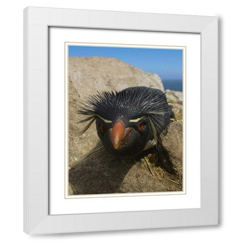 Falkland Islands Close-up of rockhopper penguin White Modern Wood Framed Art Print with Double Matting by Anon, Ellen