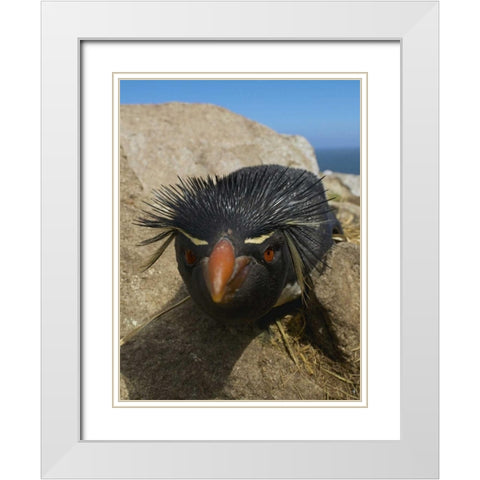 Falkland Islands Close-up of rockhopper penguin White Modern Wood Framed Art Print with Double Matting by Anon, Ellen