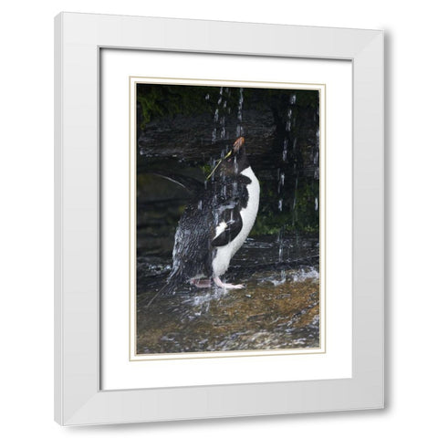 Falkland Islands Rockhopper penguin bathing White Modern Wood Framed Art Print with Double Matting by Anon, Ellen