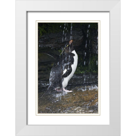 Falkland Islands Rockhopper penguin bathing White Modern Wood Framed Art Print with Double Matting by Anon, Ellen