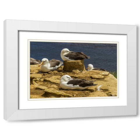 Saunders Island Black-browed albatrosses White Modern Wood Framed Art Print with Double Matting by Illg, Cathy and Gordon