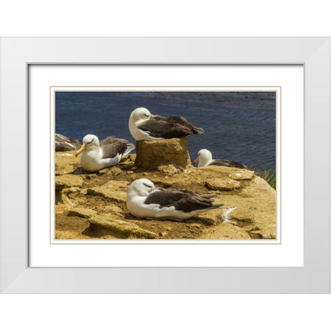 Saunders Island Black-browed albatrosses White Modern Wood Framed Art Print with Double Matting by Illg, Cathy and Gordon