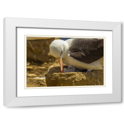 Saunders Island Black-browed albatross and chick White Modern Wood Framed Art Print with Double Matting by Illg, Cathy and Gordon