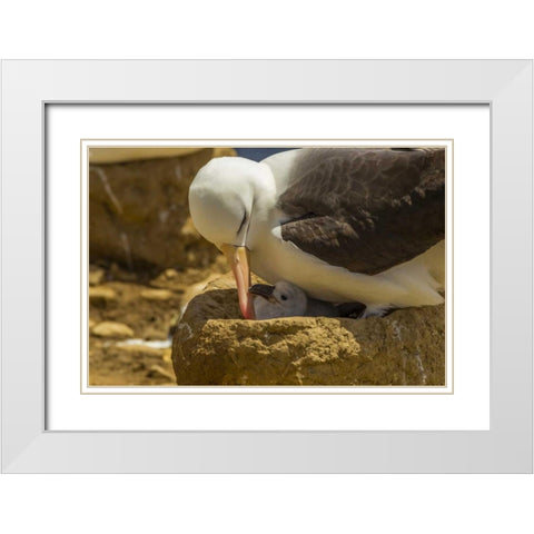Saunders Island Black-browed albatross and chick White Modern Wood Framed Art Print with Double Matting by Illg, Cathy and Gordon