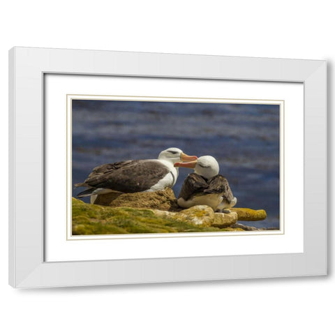 Saunders Island Black-browed albatross preening White Modern Wood Framed Art Print with Double Matting by Illg, Cathy and Gordon