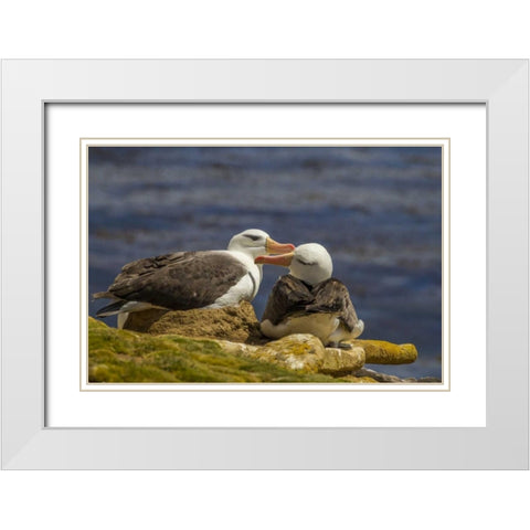 Saunders Island Black-browed albatross preening White Modern Wood Framed Art Print with Double Matting by Illg, Cathy and Gordon