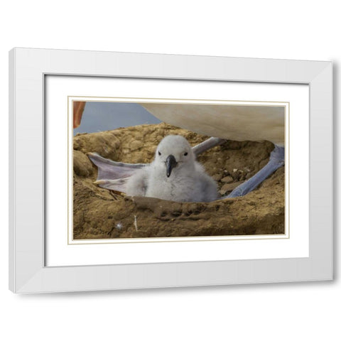 Saunders Island Black-browed albatross and chick White Modern Wood Framed Art Print with Double Matting by Illg, Cathy and Gordon