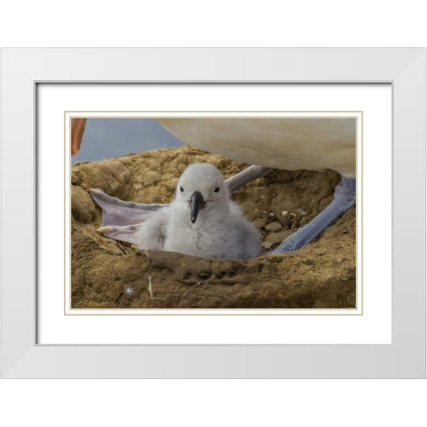 Saunders Island Black-browed albatross and chick White Modern Wood Framed Art Print with Double Matting by Illg, Cathy and Gordon