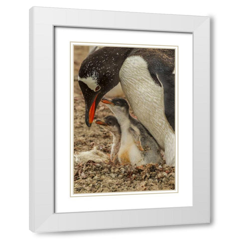 Saunders Island Gentoo penguin adult with chicks White Modern Wood Framed Art Print with Double Matting by Illg, Cathy and Gordon