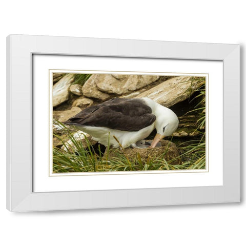 Saunders Island Black-browed albatross and chick White Modern Wood Framed Art Print with Double Matting by Illg, Cathy and Gordon