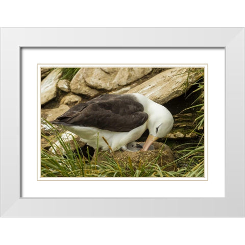 Saunders Island Black-browed albatross and chick White Modern Wood Framed Art Print with Double Matting by Illg, Cathy and Gordon