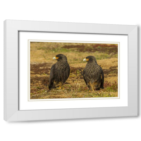 Sea Lion Island Striated caracaras on ground White Modern Wood Framed Art Print with Double Matting by Illg, Cathy and Gordon
