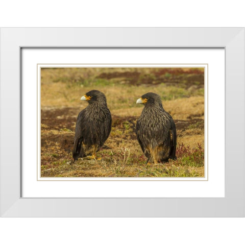 Sea Lion Island Striated caracaras on ground White Modern Wood Framed Art Print with Double Matting by Illg, Cathy and Gordon
