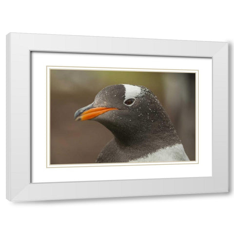 Bleaker Island Gentoo penguin portrait White Modern Wood Framed Art Print with Double Matting by Illg, Cathy and Gordon