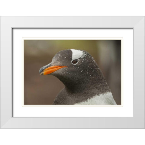 Bleaker Island Gentoo penguin portrait White Modern Wood Framed Art Print with Double Matting by Illg, Cathy and Gordon