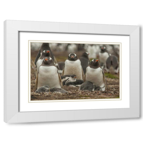 Bleaker Island Group of Gentoo penguins White Modern Wood Framed Art Print with Double Matting by Illg, Cathy and Gordon