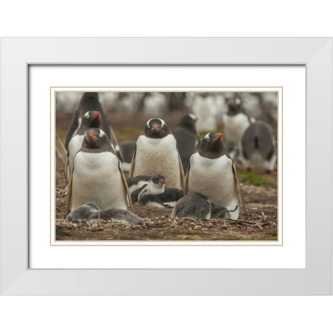 Bleaker Island Group of Gentoo penguins White Modern Wood Framed Art Print with Double Matting by Illg, Cathy and Gordon