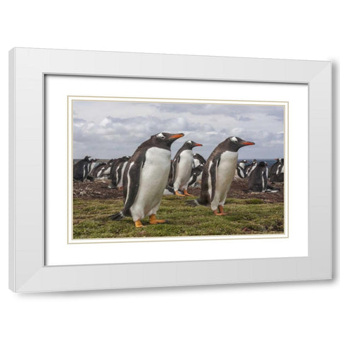 Falkland Islands, Bleaker Island Gentoo penguins White Modern Wood Framed Art Print with Double Matting by Illg, Cathy and Gordon