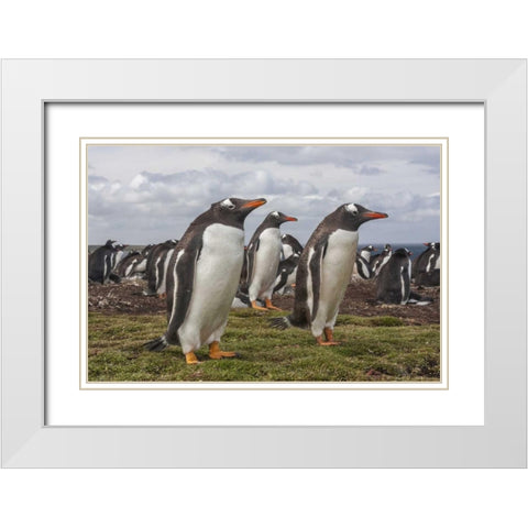 Falkland Islands, Bleaker Island Gentoo penguins White Modern Wood Framed Art Print with Double Matting by Illg, Cathy and Gordon