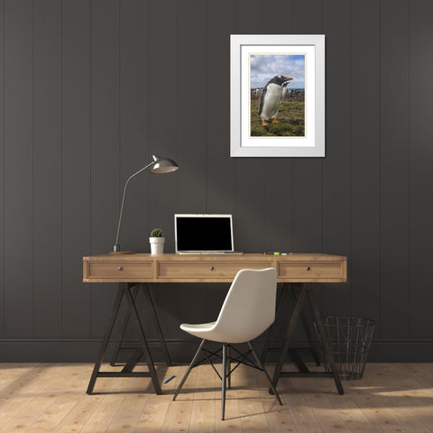 Falkland Islands, Bleaker Island Gentoo penguins White Modern Wood Framed Art Print with Double Matting by Illg, Cathy and Gordon