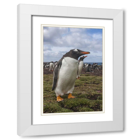 Falkland Islands, Bleaker Island Gentoo penguins White Modern Wood Framed Art Print with Double Matting by Illg, Cathy and Gordon
