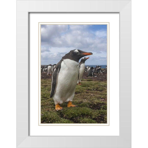 Falkland Islands, Bleaker Island Gentoo penguins White Modern Wood Framed Art Print with Double Matting by Illg, Cathy and Gordon