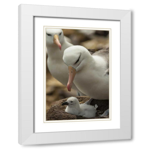 Saunders Island Black-browed albatross and chick White Modern Wood Framed Art Print with Double Matting by Illg, Cathy and Gordon