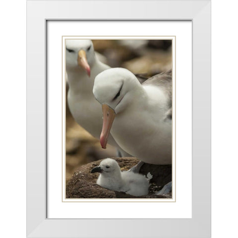 Saunders Island Black-browed albatross and chick White Modern Wood Framed Art Print with Double Matting by Illg, Cathy and Gordon