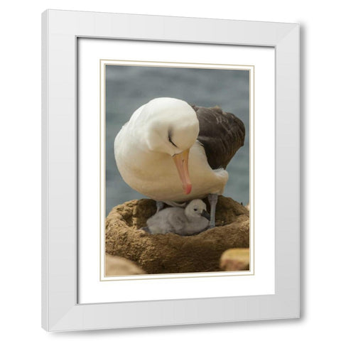 Saunders Island Black-browed albatross and chick White Modern Wood Framed Art Print with Double Matting by Illg, Cathy and Gordon