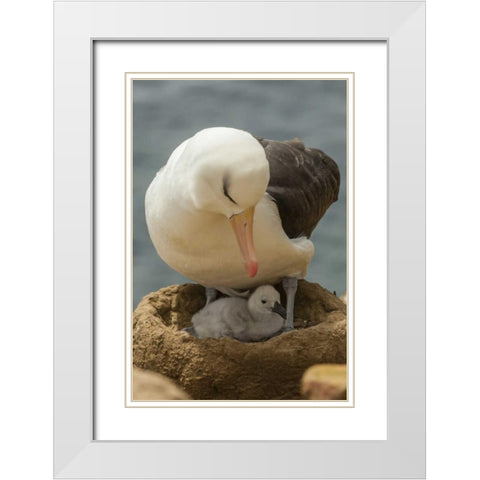 Saunders Island Black-browed albatross and chick White Modern Wood Framed Art Print with Double Matting by Illg, Cathy and Gordon