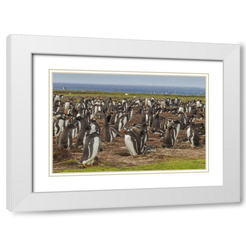 Falkland Islands, Bleaker Island Gentoo penguins White Modern Wood Framed Art Print with Double Matting by Illg, Cathy and Gordon