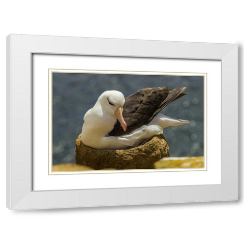 Saunders Island Black-browed albatross on nest White Modern Wood Framed Art Print with Double Matting by Illg, Cathy and Gordon