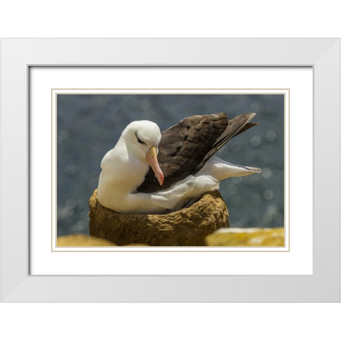 Saunders Island Black-browed albatross on nest White Modern Wood Framed Art Print with Double Matting by Illg, Cathy and Gordon
